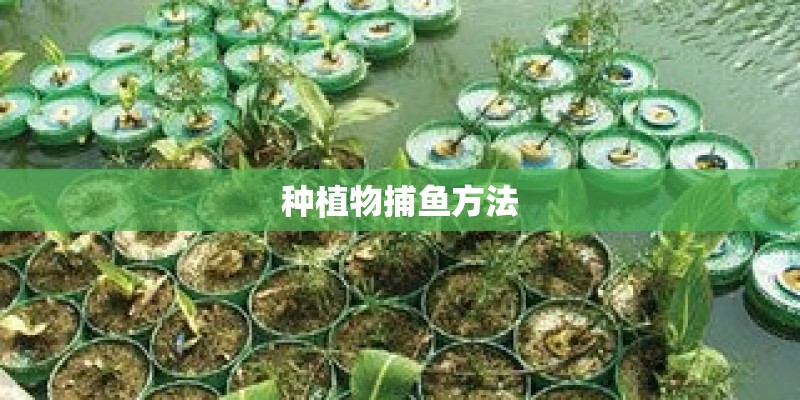 种植物捕鱼方法 种植物捕鱼方法