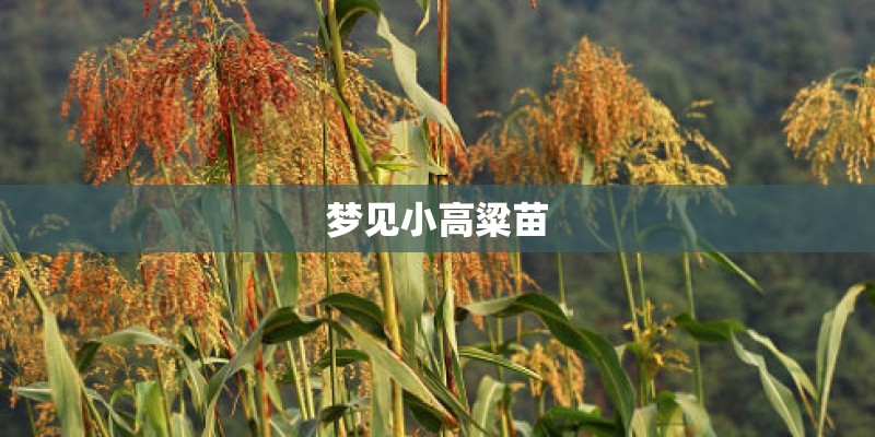 梦见小高粱苗