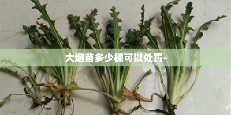 大烟苗多少棵可以处罚-