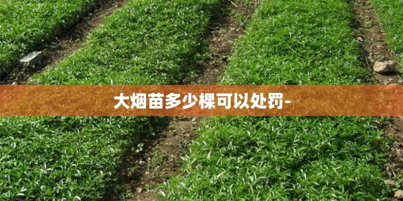 大烟苗多少棵可以处罚-