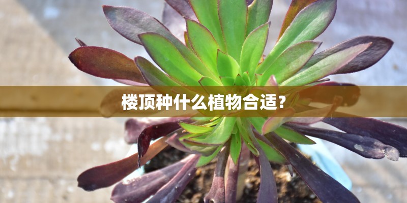 楼顶种什么植物合适？