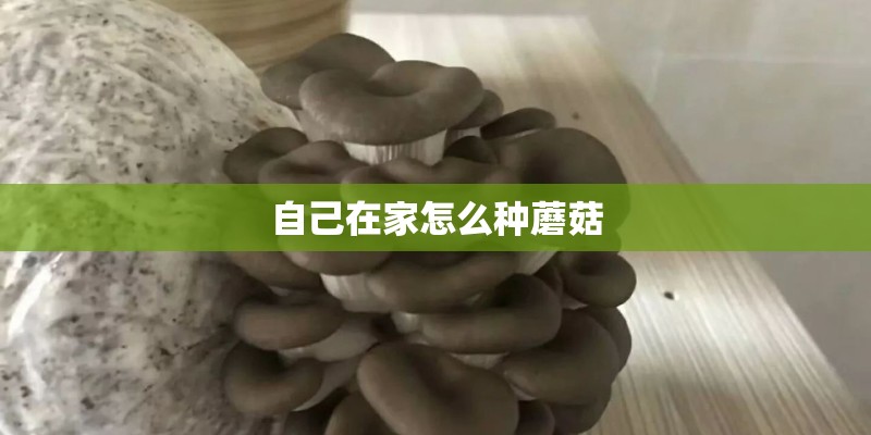 自己在家怎么种蘑菇 自己在家怎么种蘑菇