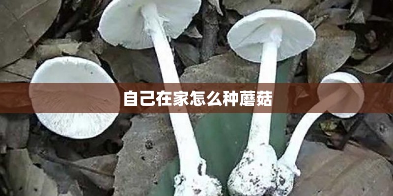 自己在家怎么种蘑菇 自己在家怎么种蘑菇
