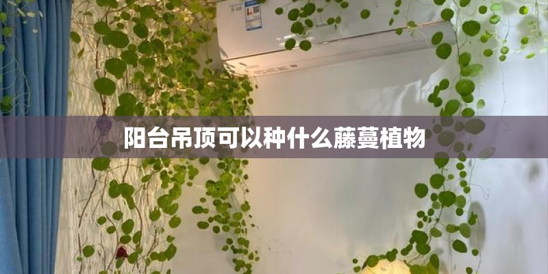 阳台吊顶可以种什么藤蔓植物