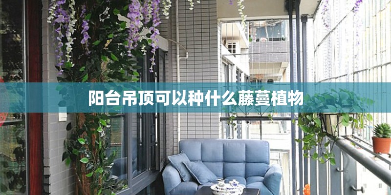 阳台吊顶可以种什么藤蔓植物 阳台吊顶可以种什么藤蔓植物