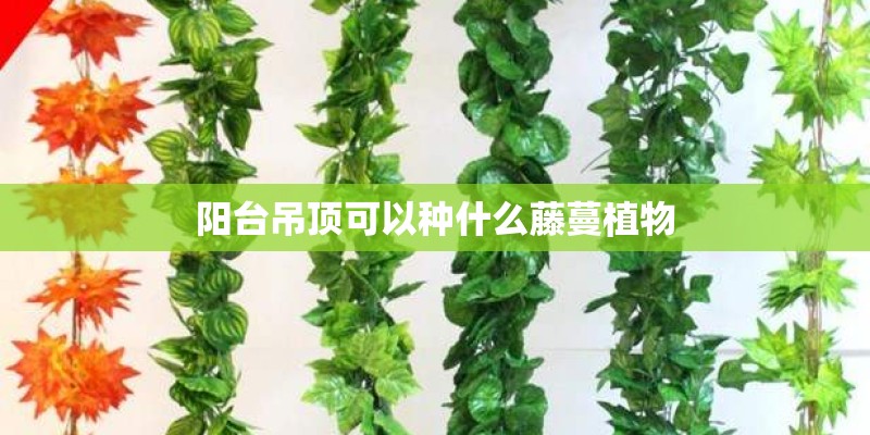 阳台吊顶可以种什么藤蔓植物 阳台吊顶可以种什么藤蔓植物