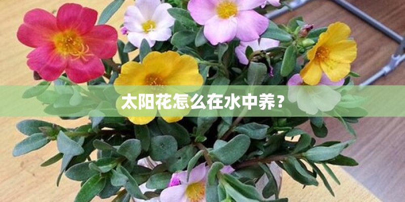 太阳花怎么在水中养？