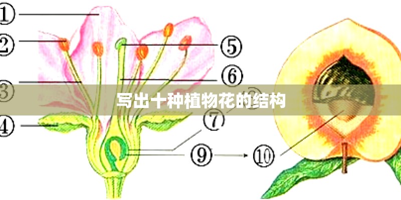 写出十种植物花的结构