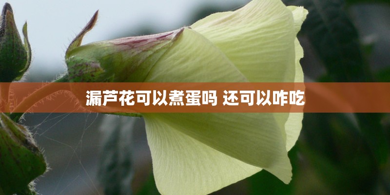 漏芦花可以煮蛋吗 还可以咋吃