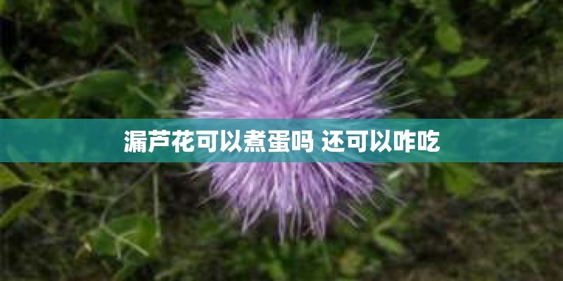 漏芦花可以煮蛋吗 还可以咋吃