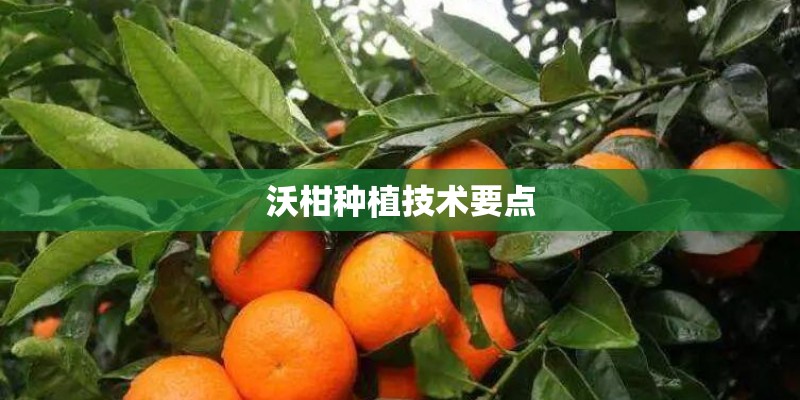 沃柑种植技术要点