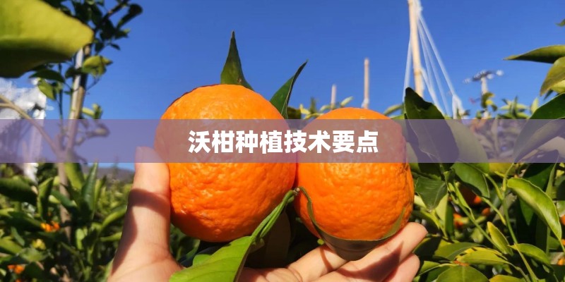 沃柑种植技术要点