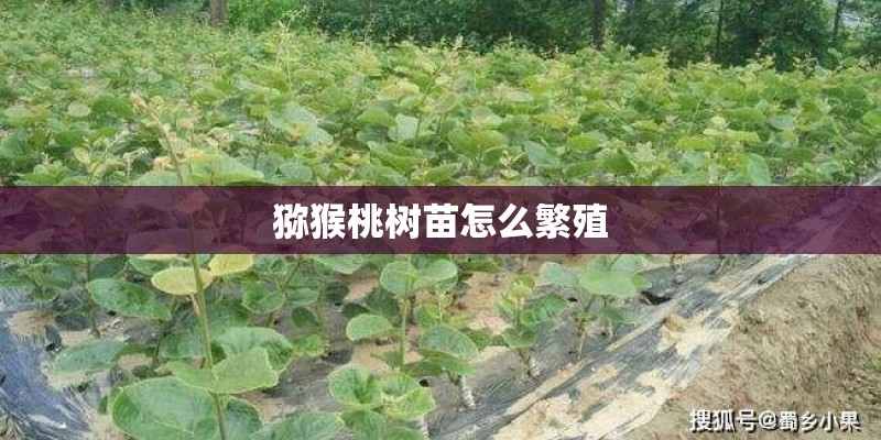 猕猴桃树苗怎么繁殖