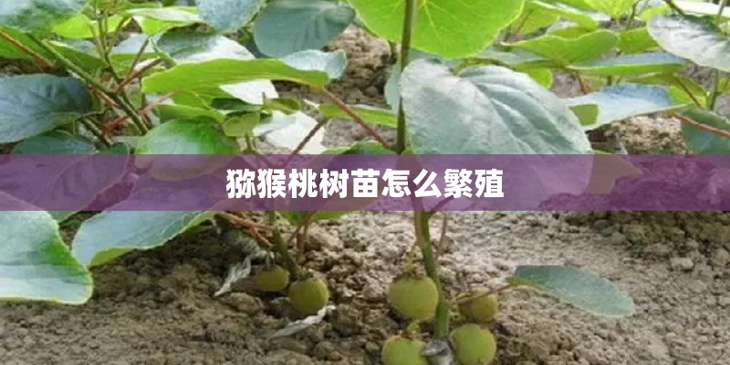 猕猴桃树苗怎么繁殖