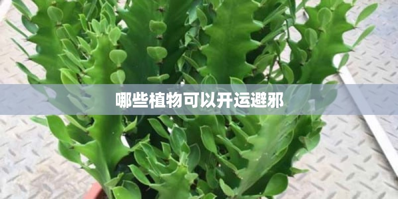 哪些植物可以开运避邪