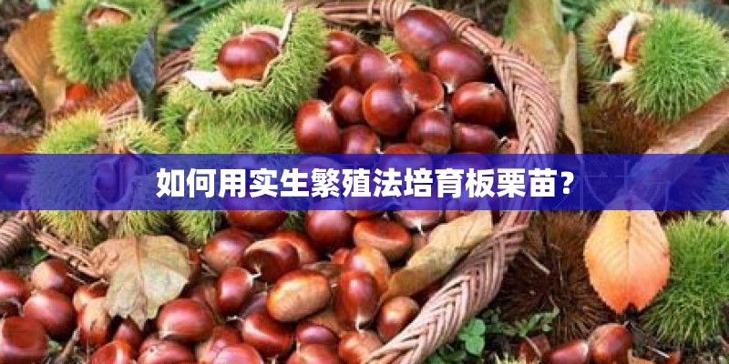 如何用实生繁殖法培育板栗苗？