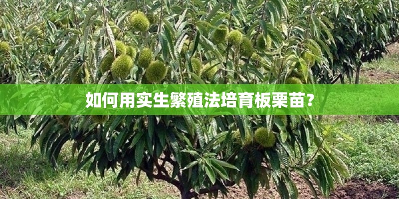 如何用实生繁殖法培育板栗苗？
