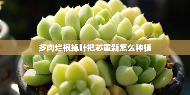 多肉烂根掉叶把芯重新怎么种植 多肉烂根掉叶把芯重新怎么种植