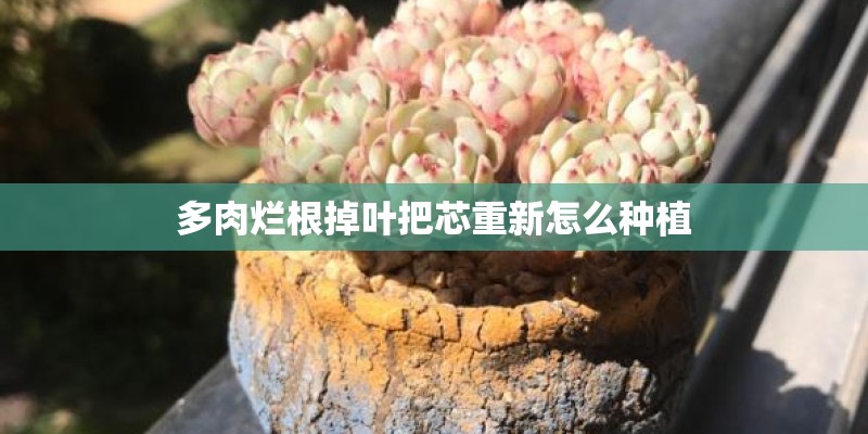 多肉烂根掉叶把芯重新怎么种植 多肉烂根掉叶把芯重新怎么种植