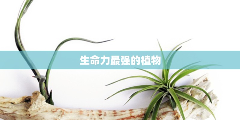 生命力最强的植物