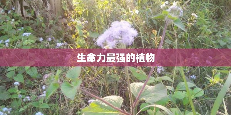 生命力最强的植物