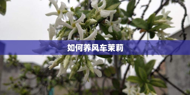 如何养风车茉莉
