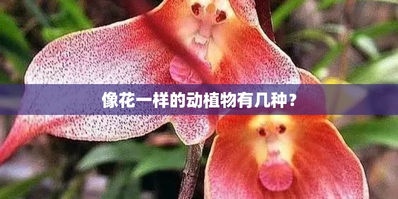 像花一样的动植物有几种？