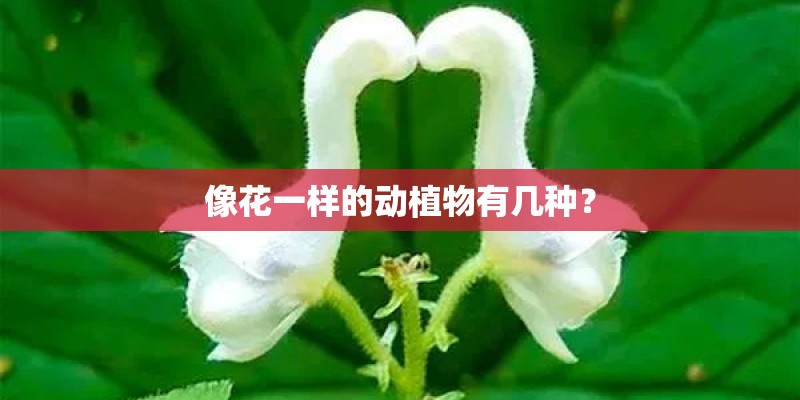 像花一样的动植物有几种？