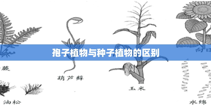 孢子植物与种子植物的区别