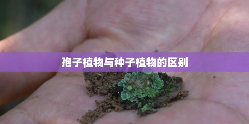 孢子植物与种子植物的区别