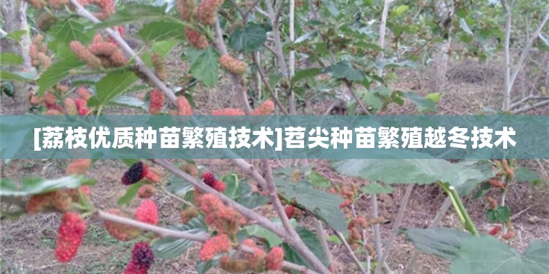 [荔枝优质种苗繁殖技术]苕尖种苗繁殖越冬技术