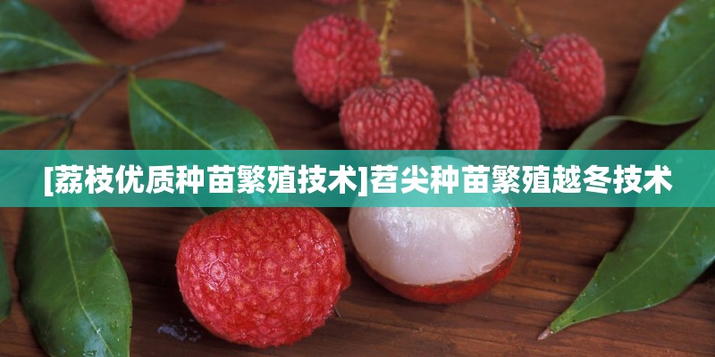 [荔枝优质种苗繁殖技术]苕尖种苗繁殖越冬技术