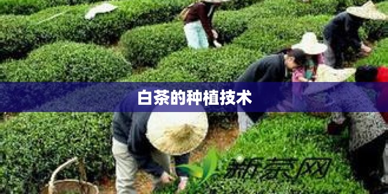 白茶的种植技术
