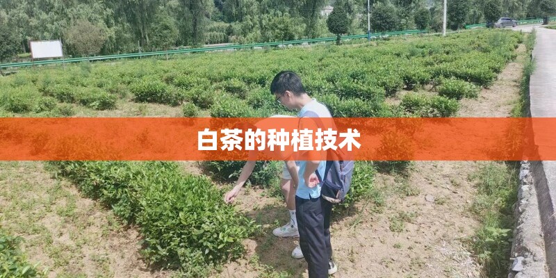 白茶的种植技术