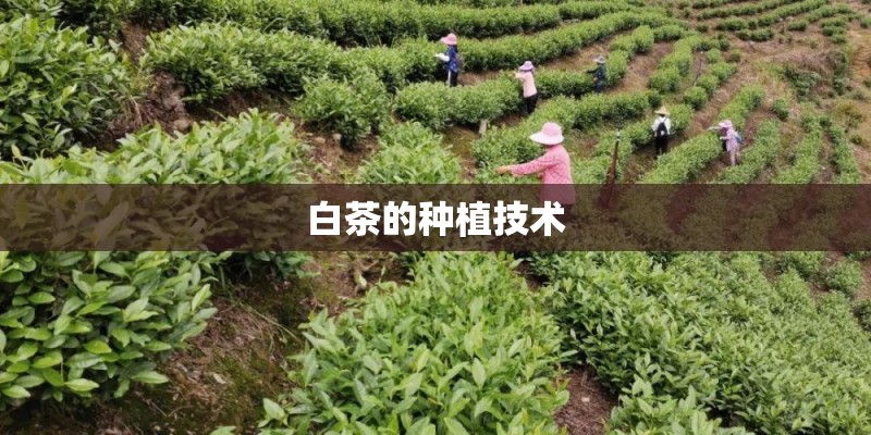 白茶的种植技术