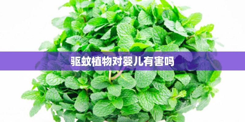 驱蚊植物对婴儿有害吗 驱蚊植物对婴儿有害吗
