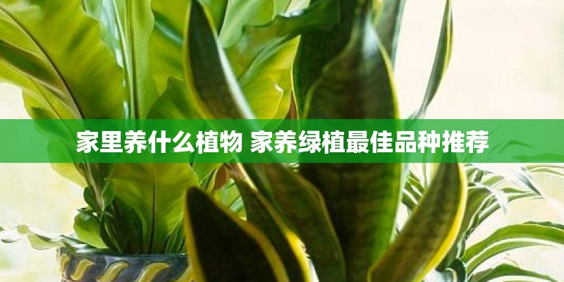 家里养什么植物 家养绿植最佳品种推荐