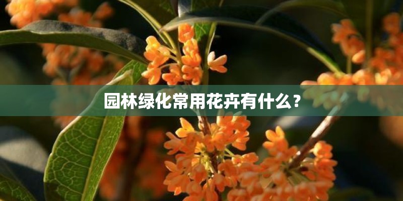 园林绿化常用花卉有什么？