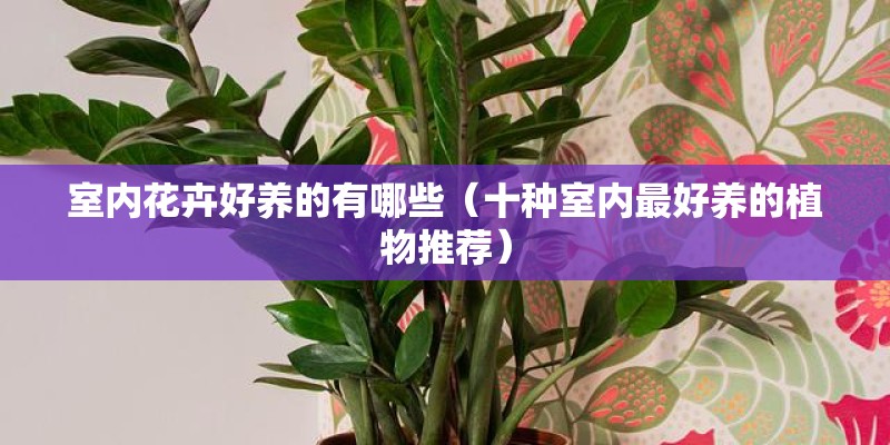 室内花卉好养的有哪些（十种室内最好养的植物推荐）