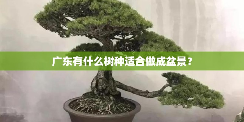 广东有什么树种适合做成盆景？