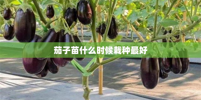 茄子苗什么时候栽种最好