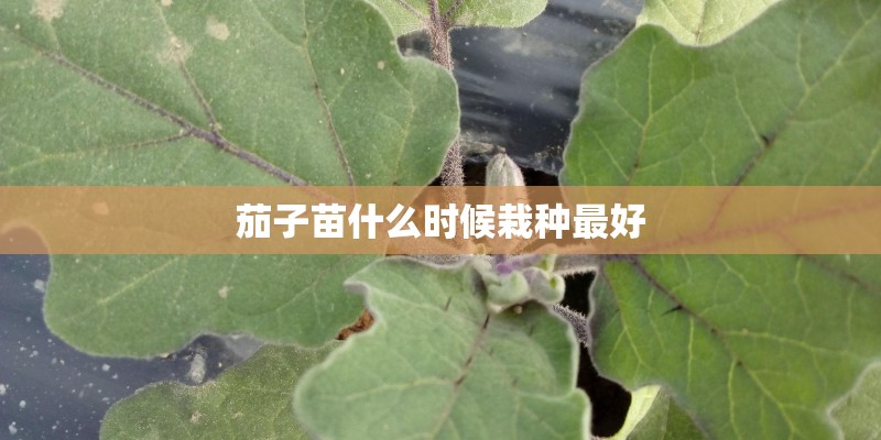 茄子苗什么时候栽种最好