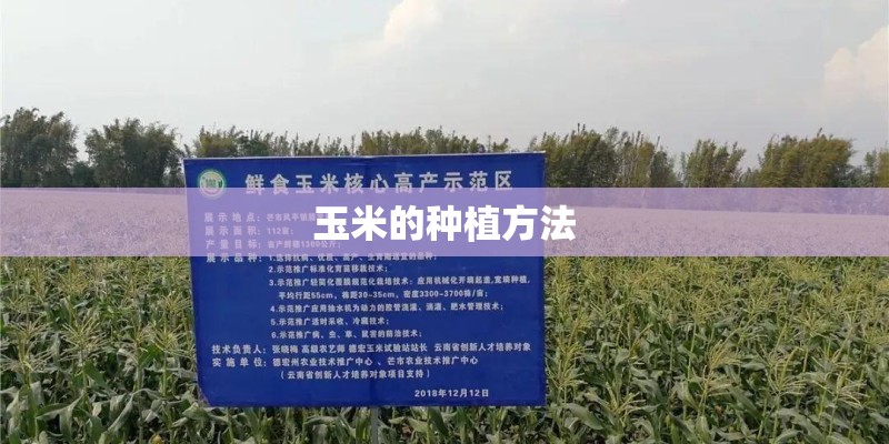 玉米的种植方法