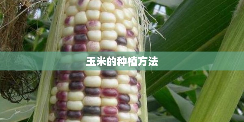 玉米的种植方法