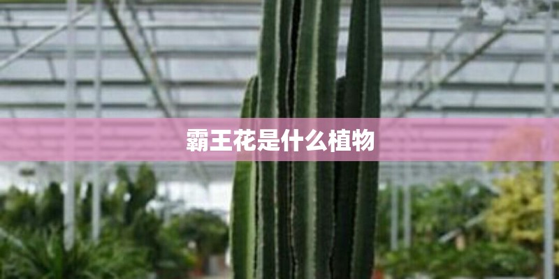 霸王花是什么植物