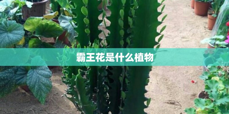 霸王花是什么植物