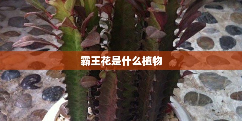 霸王花是什么植物