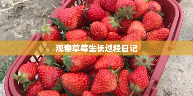 观察草莓生长过程日记