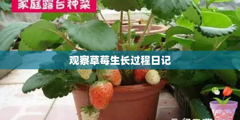 观察草莓生长过程日记