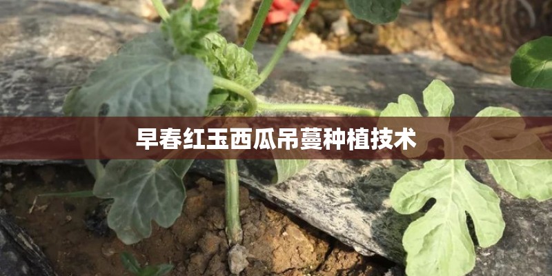 早春红玉西瓜吊蔓种植技术